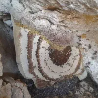 عسل طبیعی کوهی بشرط