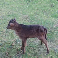 گاو و گوساله