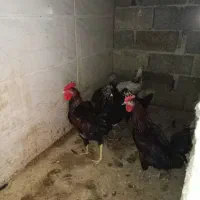 مرغ عشق و مرغ سرحال|پرنده|جهرم, |دیوار