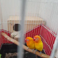 طوطی برزیلی فیشر طلایی درجه یک فروشی