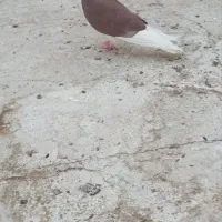 کفتر