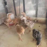 ۷ عدد جوجه برهما ی اصل