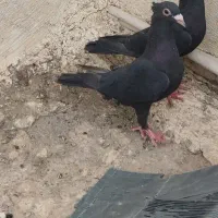 کلاغ ماده