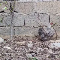 فروش خروس زینتی نژاد کوشین|حیوانات مزرعه|تهران, بلوار کشاورز|دیوار