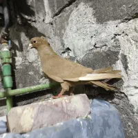 کفتر ماده زرد. کاکل