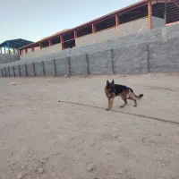 فروش دو قلاده سگ ژرمن