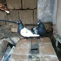 نرو ماده سینه و کله سیاه