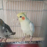 جفت عروس هلندی مولد