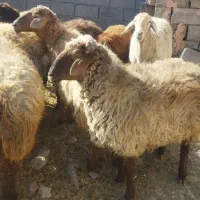 میش آبستن  بره شیری رگا شده   مرغ و خروس برهما|حیوانات مزرعه|سبزوار, صالح آباد|دیوار