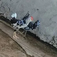 خروس گلین
