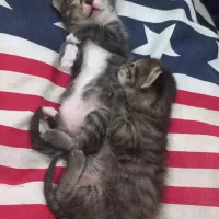 واگذاری گربه|گربه|شهرکرد, |دیوار