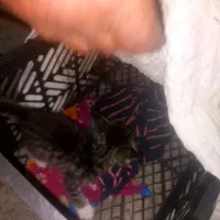 سه تا  بچه گربه