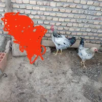 خروس