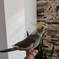 عروس هلندی|پرنده|علیآباد کتول, |دیوار