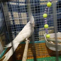 یک جفت عروس هلندی آلبینو|پرنده|سیرجان, |دیوار