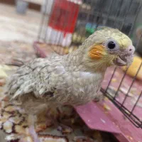 جوجه عروس هلندی سرلاکی زیبا سه رنگ