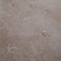 ۴۵ متر موکت پرز بلند کم کار