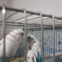 دو عدد مرغ عشق نره ماده