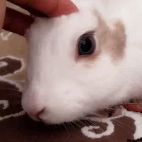 خرگوش نر