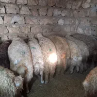 بره پروار گوسفند،کاور