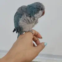 طوطی راهب|پرنده|شاهین‌شهر, خانه کارگر|دیوار