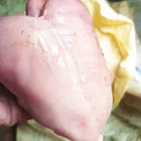 غذای سگ تلفات مرغ