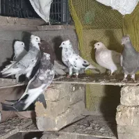 کبوتر طوقی