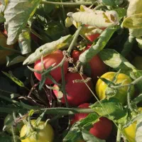 فروش گوجه لوکس ساکاتا تناژ بالا|خوردنی و آشامیدنی|دهدشت, |دیوار