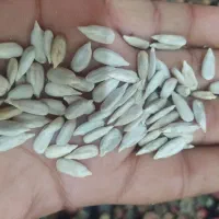 تخمه آفتابگردان