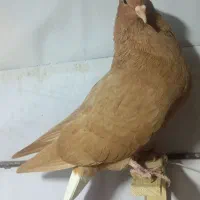 زرد دمسفید کرمونی ساده