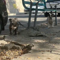 امریکن بولداک اصیل و خاص|سگ|کرمانشاه, |دیوار