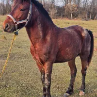 نریان سال ۶