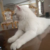 گربه بریتیش