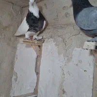 طوق سور  سبز  کله سیاه