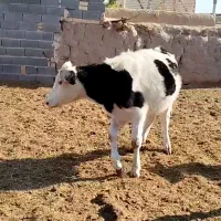 گوساله ماده|حیوانات مزرعه|قزوین, |دیوار