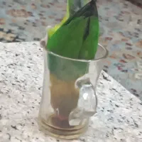 کوتوله در رنگهای مختلف مرغ عشق پروانه ای