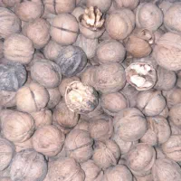 گردو انجیر خرما قصب شیره انگور