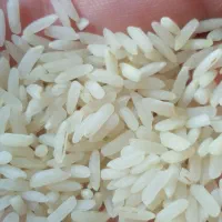 برنج طارم هاشمی ارسال جنوب اصفهان