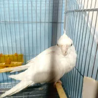 عروس البینو