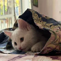 گربه پرشین اسکاتیش