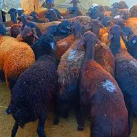 گوسفند ابستن|حیوانات مزرعه|تیکمه داش, |دیوار