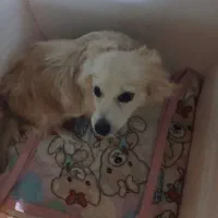 سگ خونگی|سگ|کرج, خرمدشت|دیوار