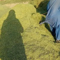 خوراک دام یونجه علف بیده خاش|حیوانات مزرعه|خمک, |دیوار