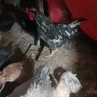 تخم مرغ نطفه دار