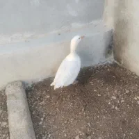 غاز ماده بالغ