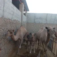 فروش شیر ودوغ شتر