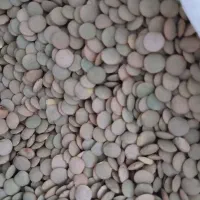 عدس پلویی