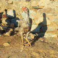 مرغ لاری اصل نژاد دار