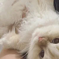 فروش گربه پرشین  هیمالین|گربه|مشهد, نیروی هوایی|دیوار