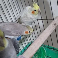 عروس هلندی بالغ تک و کوتوله|پرنده|رفسنجان, |دیوار